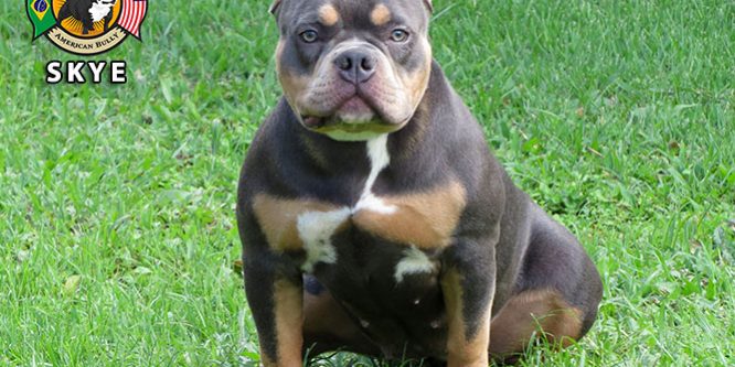 American bully preço valor - quanto custa?