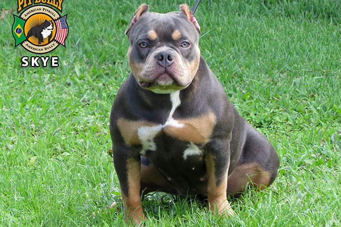 American bully preço valor – quanto custa? American bully preço valor - quanto custa?