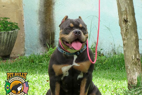 Dicas para aumentar o tempo de vida de seu cão Dicas para aumentar o tempo de vida de seu cão