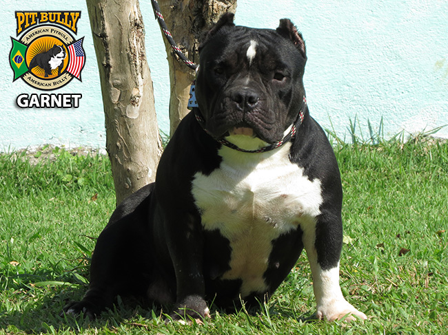 American Bully - Pocket - Micro - Exotic - Cachorro - Canil PitBully