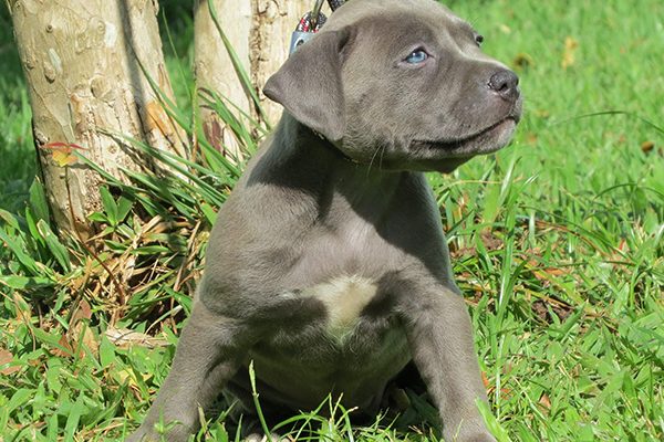 Pit bull Preço