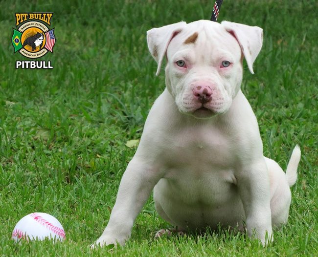 Filhotes de Pit Bull Monster