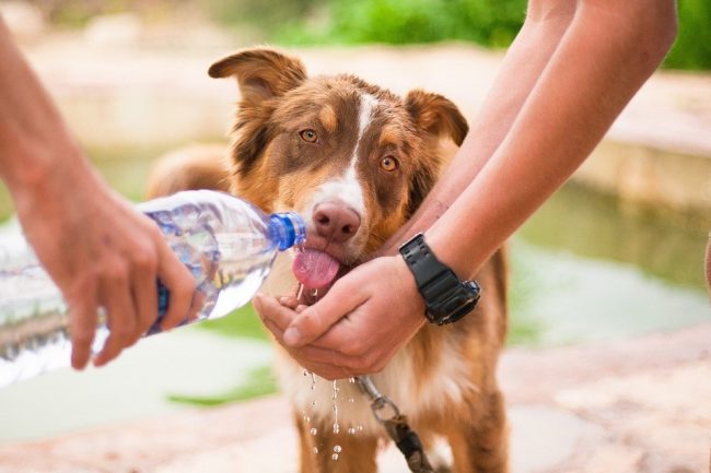 Hipertermia em cães - o Calor Pode Matar!
