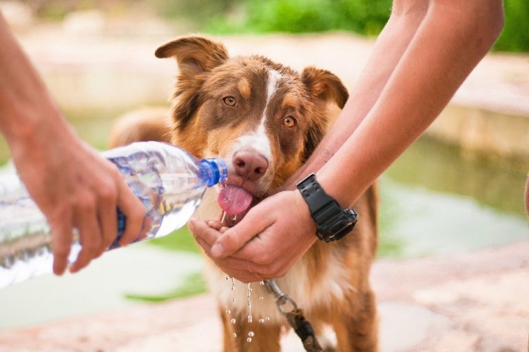 Hipertermia em cães – o Calor Pode Matar! Hipertermia em cães - o Calor Pode Matar!