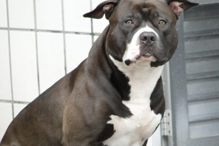 PIT BULL