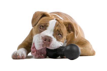 brinquedos para caes Brinquedos seguros e perigosos para cães e gatos