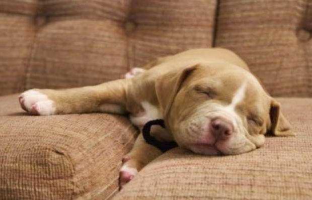 Cachorro Pit Bull e American Bully amam dormir Cachorro Pit Bull e American Bully amam dormir