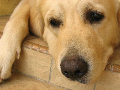 Meu cão não quer comer o que devo fazer?