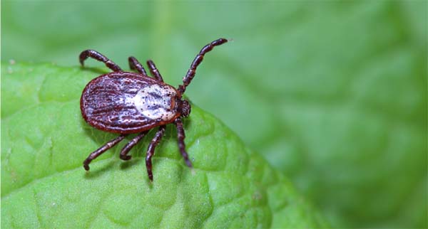 Como acabar com carrapatos e pulgas do ambiente Como acabar com carrapatos e pulgas do ambiente