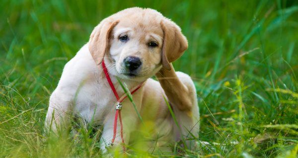 Como eliminar de vez carrapatos e pulgas em cães e gatos