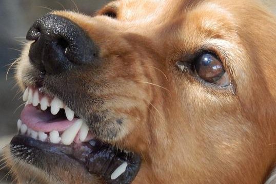 como identificar sinais de estresse em cachorros Como identificar sinais que seu cão está estressado