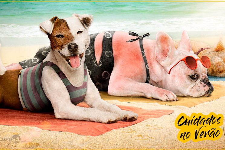 Dicas e cuidados para proteger seu cão do calor do verão