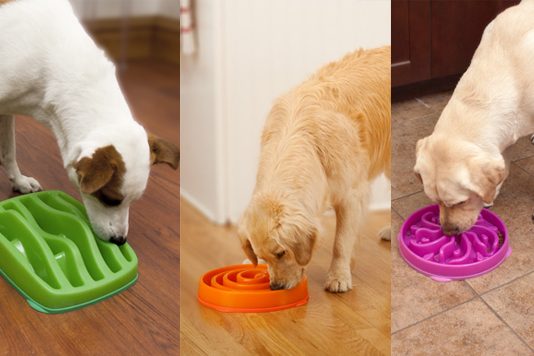 Dicas de como fazer para seu cão comer devagar Dicas de como fazer para seu cão comer devagar