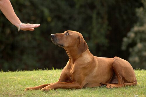 Dicas de como melhorar o comportamento animal dos cães Dicas de como melhorar o comportamento animal dos cães