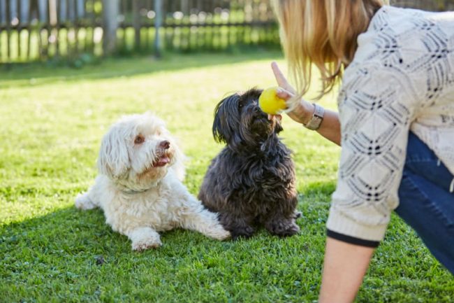 Dicas rápidas de como treinar e adestrar seu cachorro Dicas rápidas de como treinar e adestrar seu cachorro
