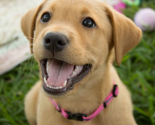 Dicas para ensinar seu cachorro a latir menos
