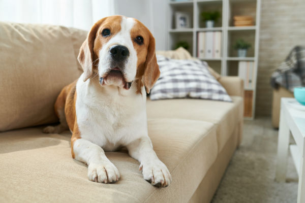 Dicas para criar cães em apartamento Dicas para criar cães em apartamento
