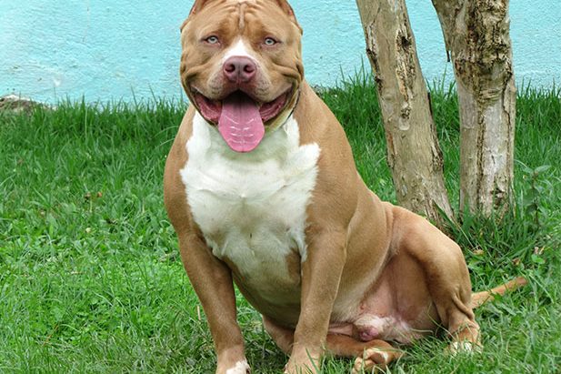 VANTAGENS DE COMPRAR E NÃO ADOTAR UM PIT BULL OU AMERICAN BULLY VANTAGENS DE COMPRAR E NÃO ADOTAR UM PIT BULL OU AMERICAN BULLY