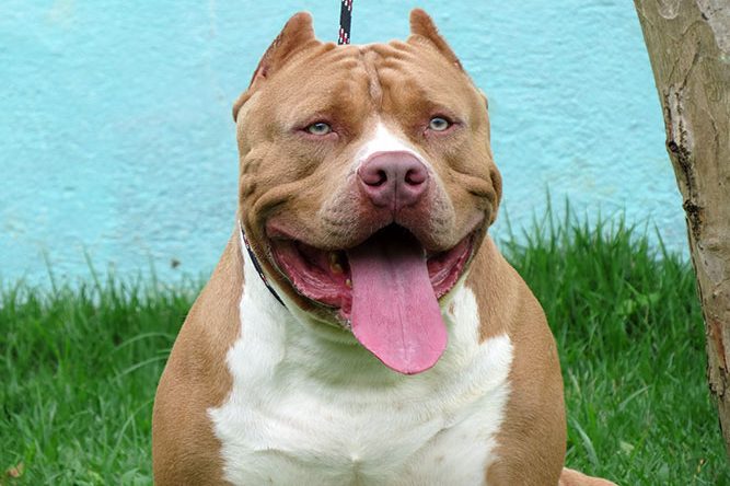 Quais os benefícios de ter um cão Quais os benefícios de ter um cão?