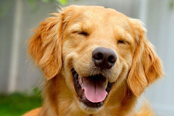 O que comprar para a chegada de um cachorro