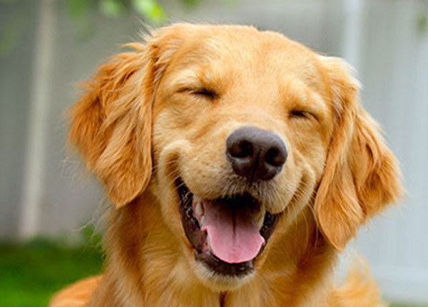 O que comprar para a chegada de um cachorro