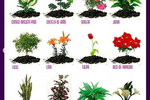 Saiba quais são as plantas tóxicas e venenosas para cães e gatos Saiba quais são as plantas tóxicas e venenosas para cães e gatos