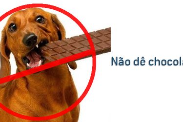 Chocolate alimento perigoso para os cães Chocolate alimento perigoso para os cães