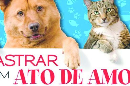 Vantagens e benefícios da castração em cães e gatos Vantagens e benefícios da castração em cães e gatos