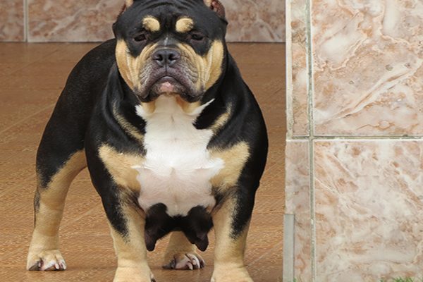 American Bully Pocket American Bully Pocket