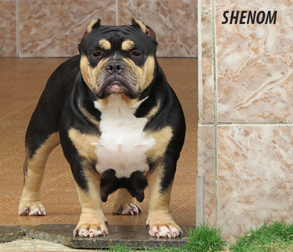 American Bully Pocket American Bully Pocket