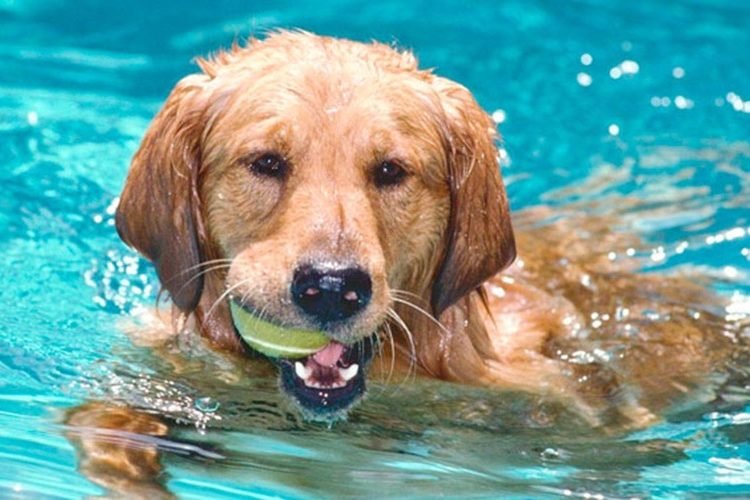 As 10 obrigações que donos de cães devem saber As 10 obrigações que donos de cães devem saber