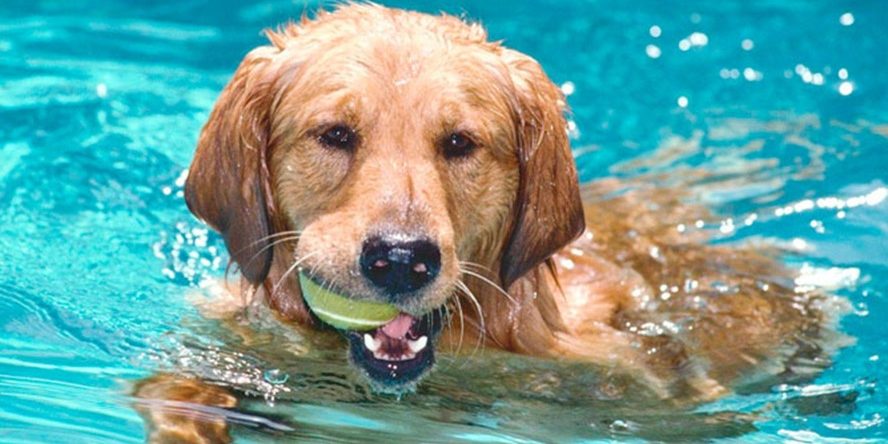 As 10 obrigações que donos de cães devem saber As 10 obrigações que donos de cães devem saber