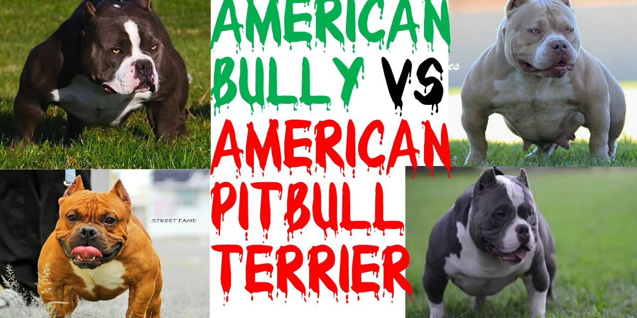 Criador de Pitbull e American Bully