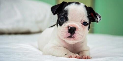 Os primeiros dias do cachorro em casa com você Os primeiros dias do cachorro em casa com você