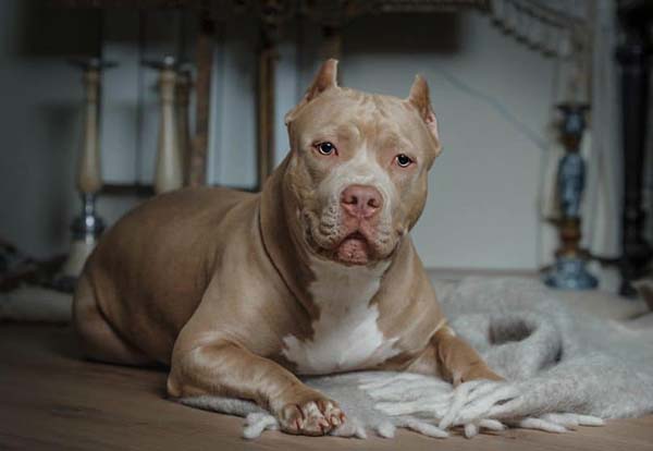 American Bully – Problemas de saúde mais comuns American Bully - Problemas de saúde mais comuns