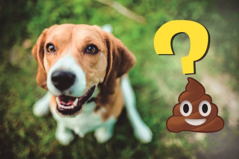 Como devem ser as fezes ou cocô de um cão saudável Como devem ser as fezes ou cocô de um cão saudável