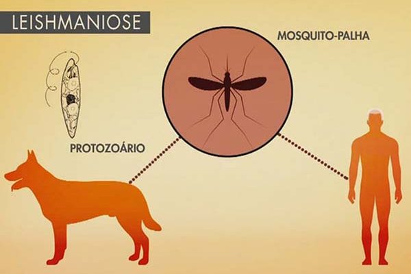 Leishimaniose o que é e como prevenir Leishimaniose o que é e como prevenir