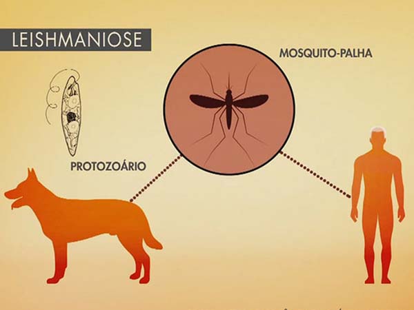 Leishimaniose o que é e como prevenir Leishimaniose o que é e como prevenir