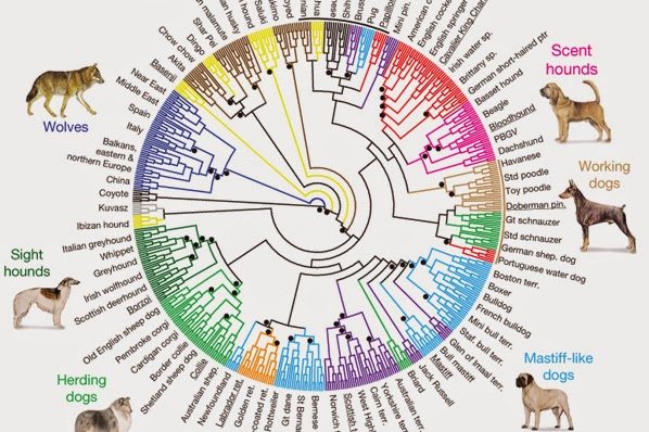 Tipos de cruzamentos – inbreeding, linebreeding, outcross Tipos de cruzamentos - inbreeding, linebreeding, outcross