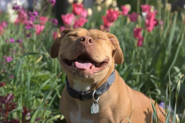 Dicas para manter seu pitbull ou american bully feliz