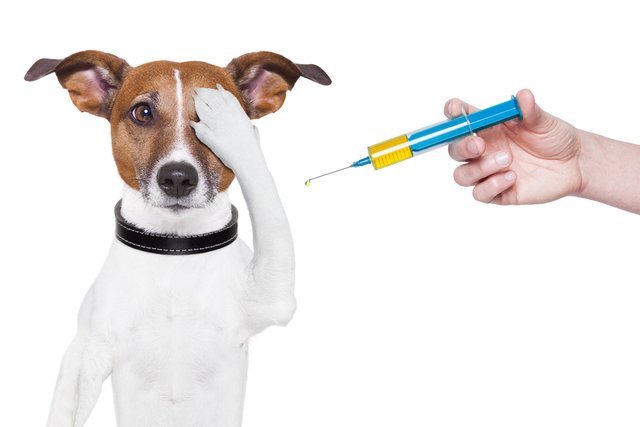 Guia de vacinação para pitbull e american bully Guia de vacinação para pitbull e american bully