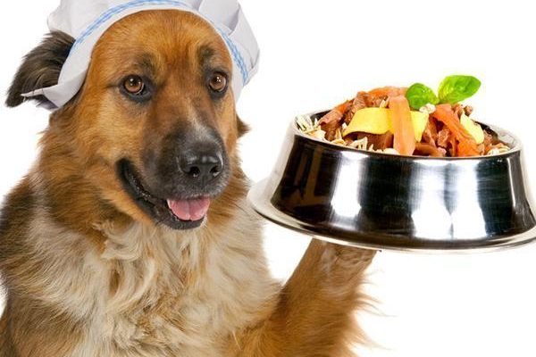 Quais frutas são proibidas para os cães Quais frutas são proibidas para os cães