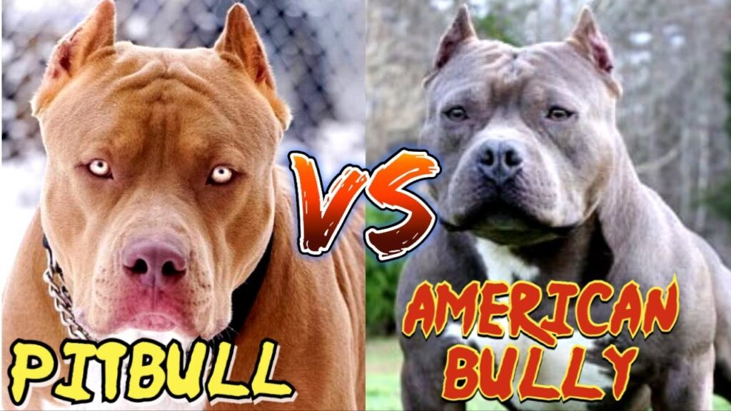 pitbull bully