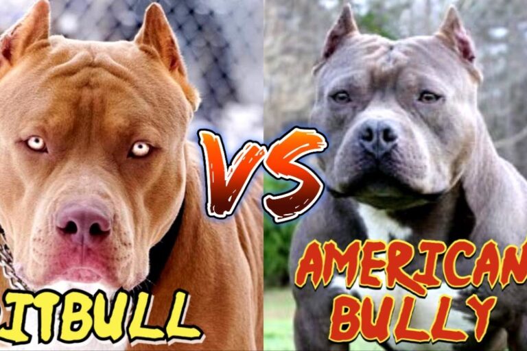 Qual a diferença entre Pitbull e bully Qual a diferença entre Pitbull e bully