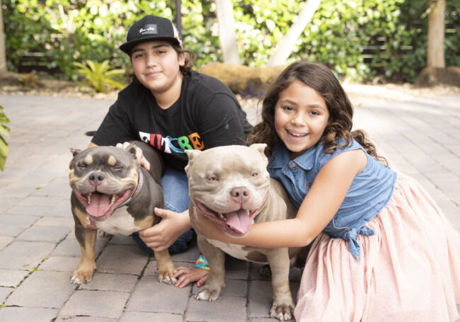 american-bully-criancas-familia