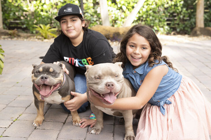 american-bully-criancas-familia
