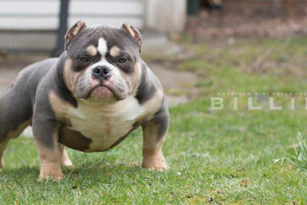 American Bully Tri Blue American Bully Tri Blue