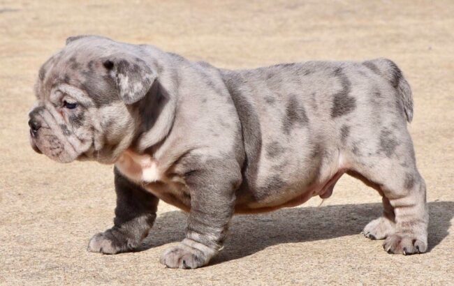 cor-merle-american-bully-exotic-bully