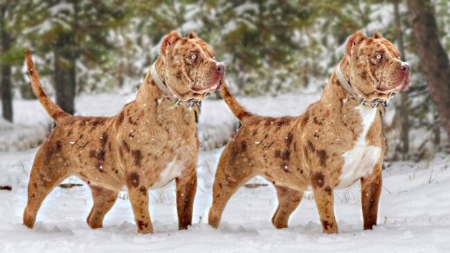 cor-merle-double-merle