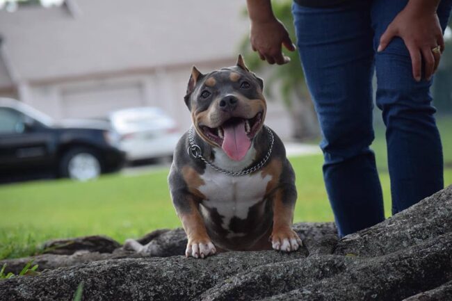 dicas-criador-american-bully-pitbull